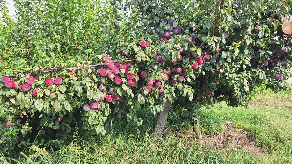Nella foto rami produttivi di susina varietà Angeleno prossima alla raccolta